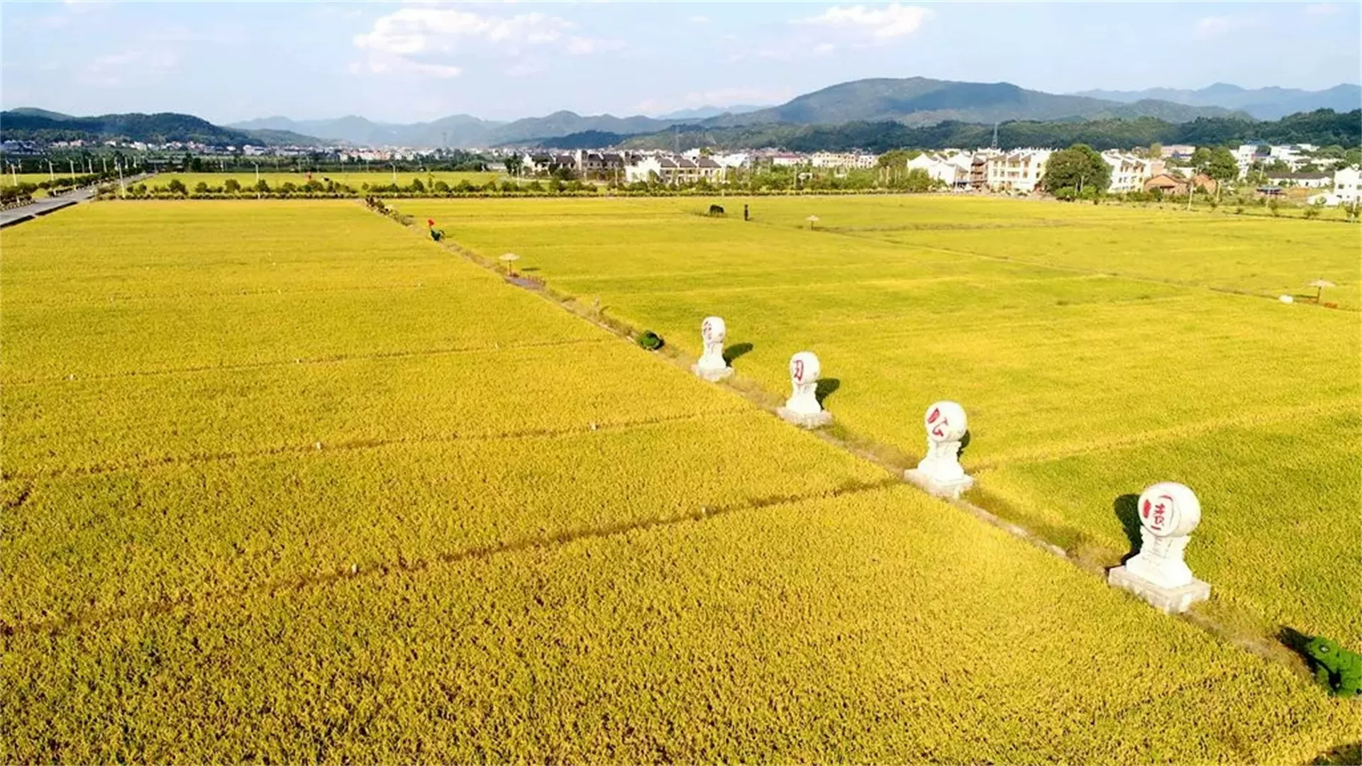 稻田公园图片