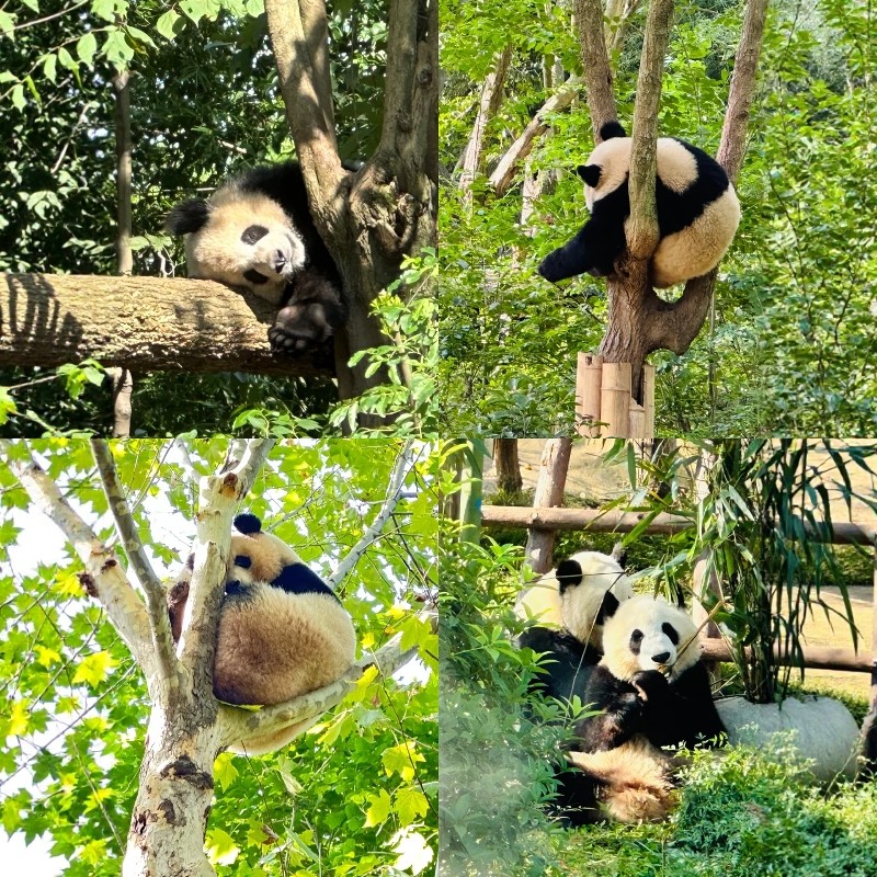 四川成都熊猫王国 皇冠假日3天2晚 欢乐谷+熊猫园享双园买1送1