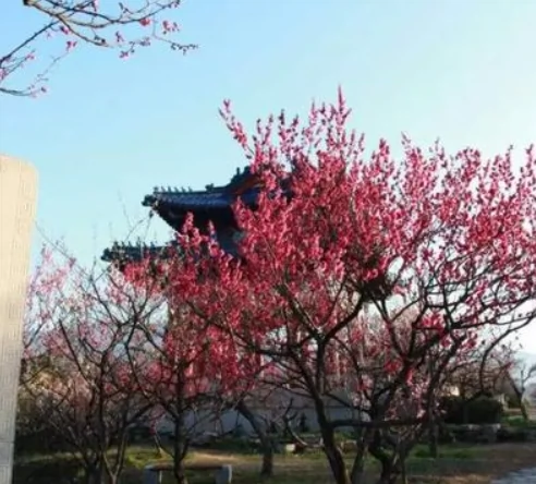 中国南京梅花艺术中心图片