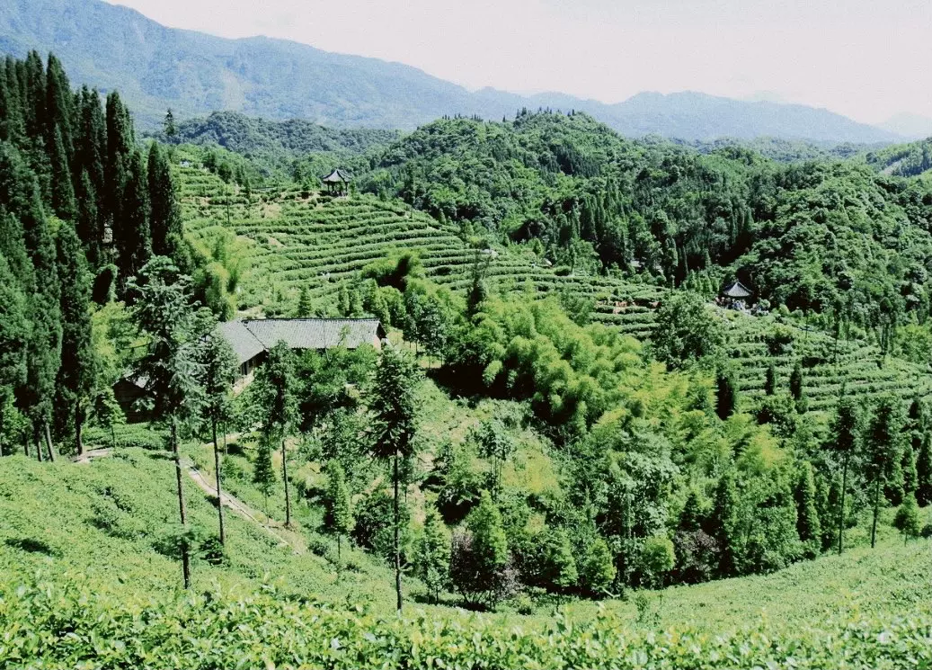 都江堰茶溪谷图片