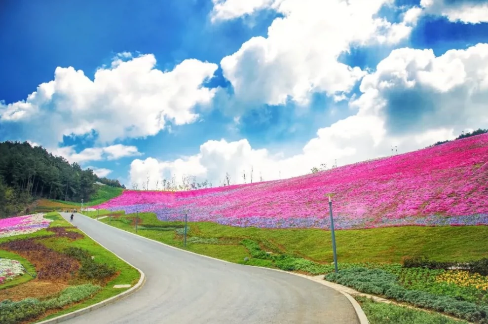 莲花山公园图片