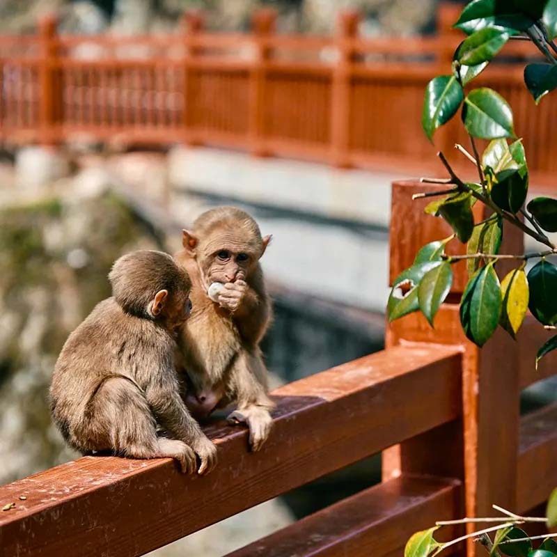 武夷山国家公园一日游 可选含午餐 月亮湾+青龙瀑布+野猴谷
