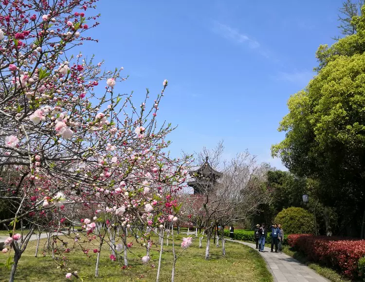 凤城河桃园图片