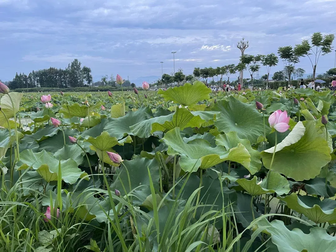 庐山宜荷园景区图片