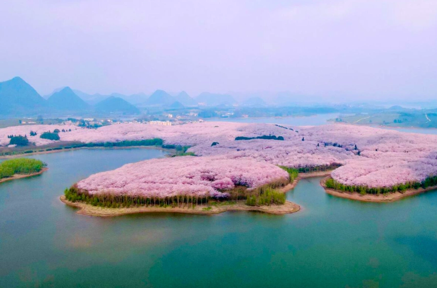 红枫湖平坝万亩樱花园图片