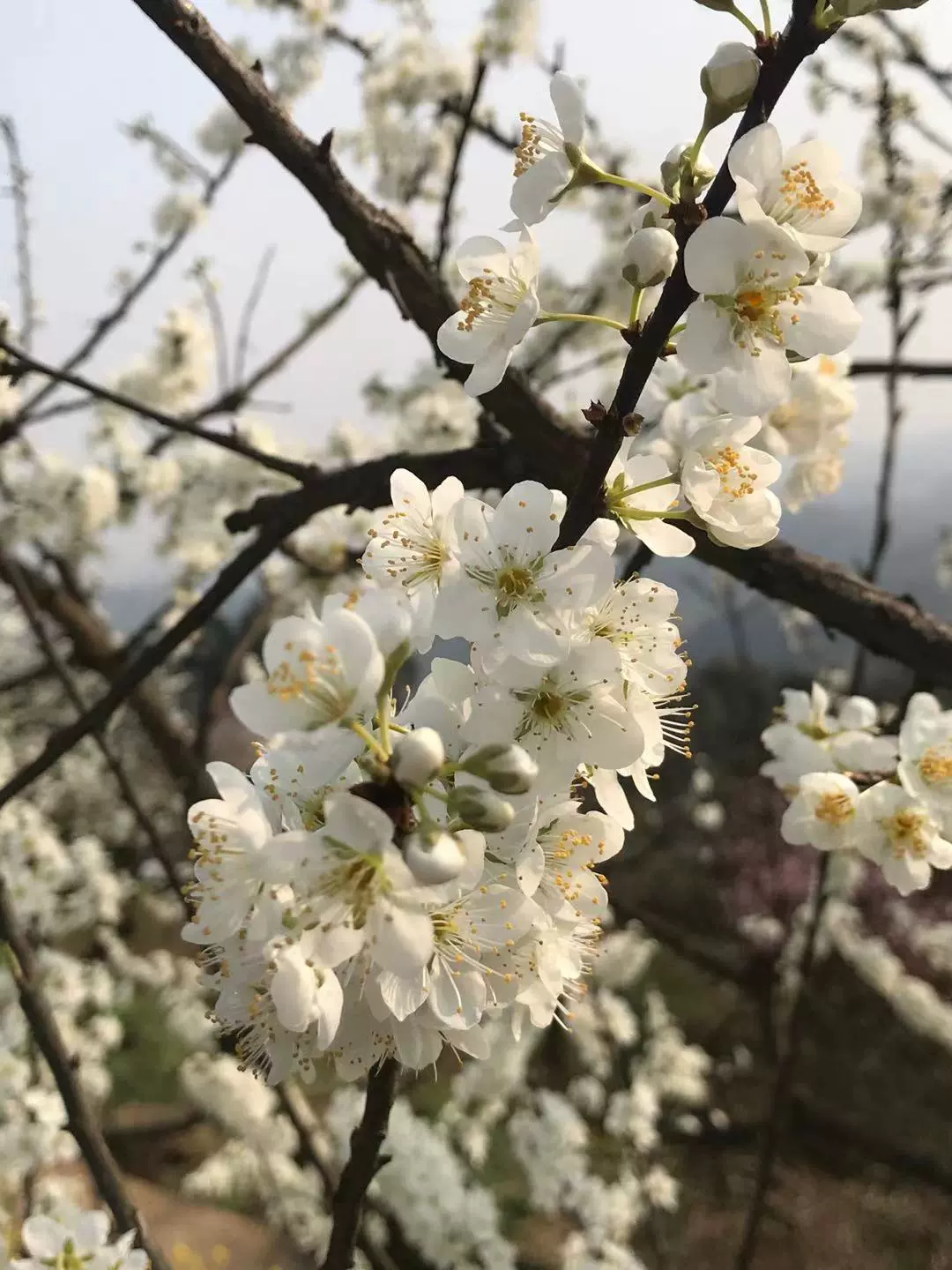 花果山图片