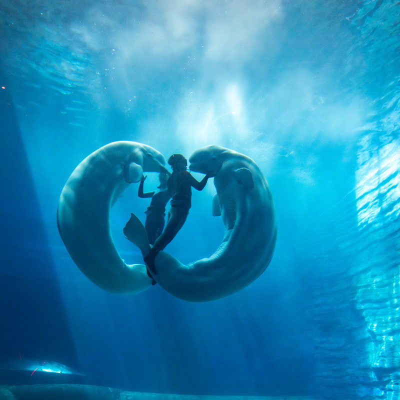 【奇遇亚特】三亚亚特兰蒂斯海景房1晚+2大2小中西式自助早餐+畅玩水世界水族馆