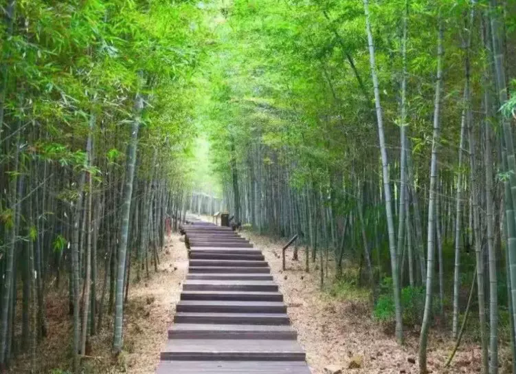 荆山竹海图片