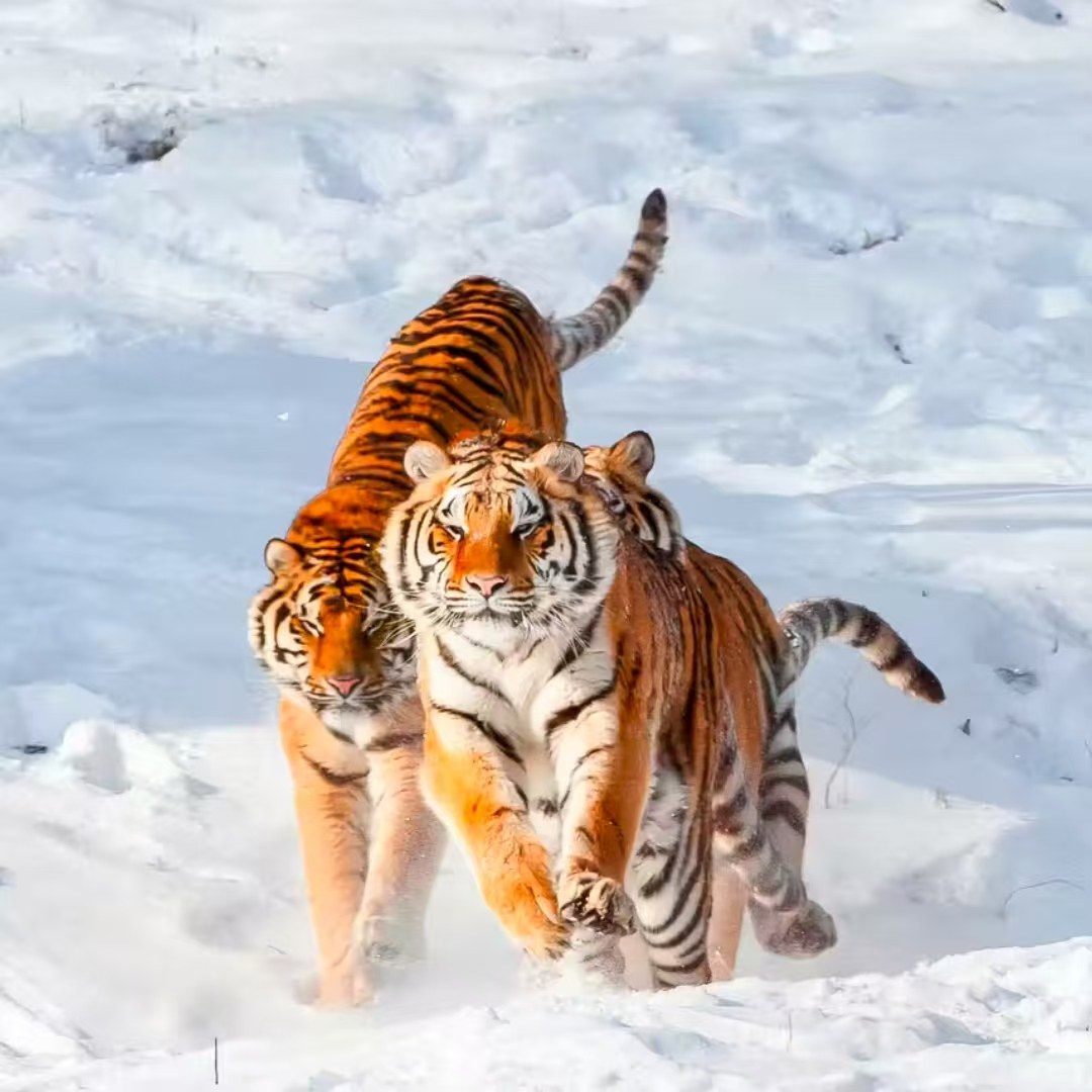 【畅享】沈阳站单人间+自助餐+沈阳故宫+张学良帅府