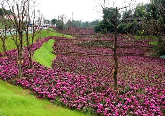 花湖田源景区图片