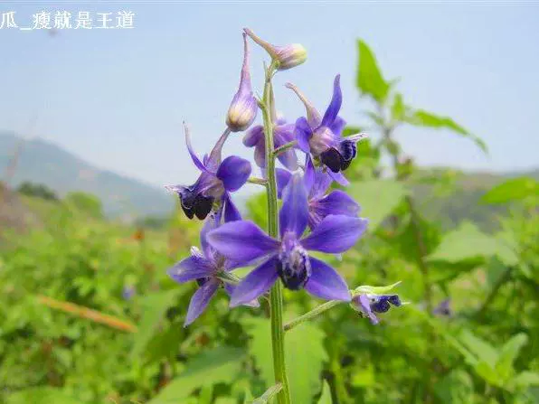 梧桐下村油菜花田图片