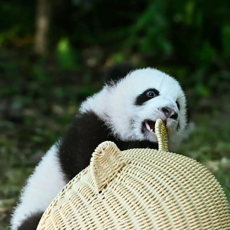 成都7日晚乐山峨眉山大熊猫自由行可选酒店搭美食泡温泉电影票