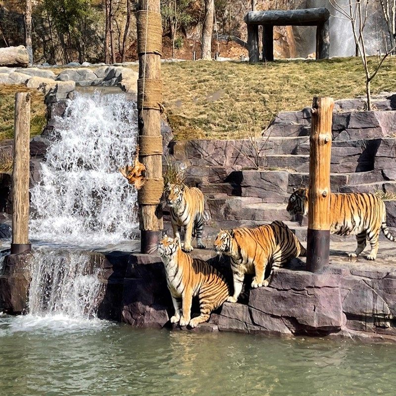 安吉中南度假/老虎/狮王/东非草原酒店1晚+双早+百草园+小火车+自然博物馆