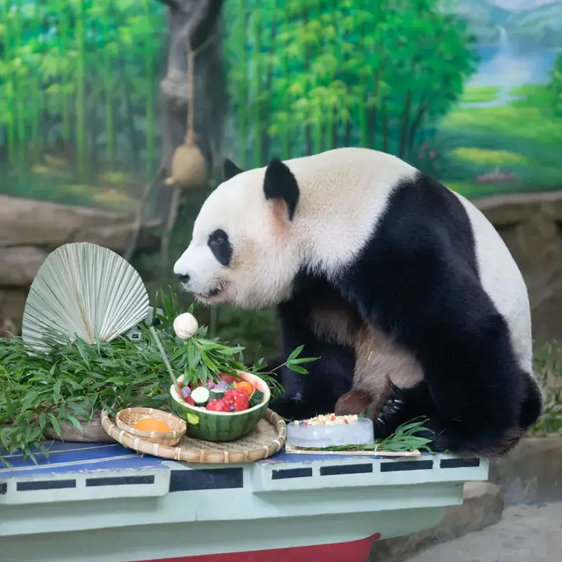 亲子双十一丨2天1晚 厦门灵玲大酒店 城景大/双床 3早丨动物王国+大马戏 2大1小