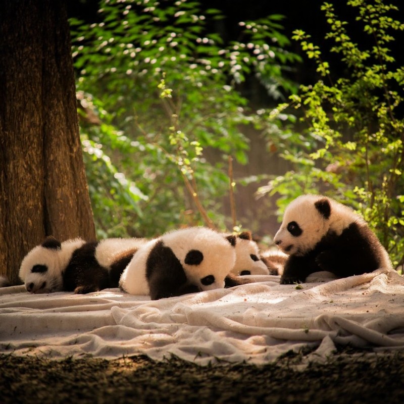 【皇冠假日熊猫奇遇】2天1晚四川成都保利公园皇冠假日酒店+熊猫繁育基地门票买1送1