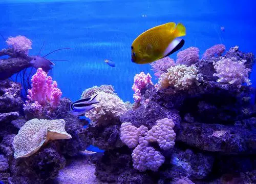 圣亚海洋极地珊瑚世界