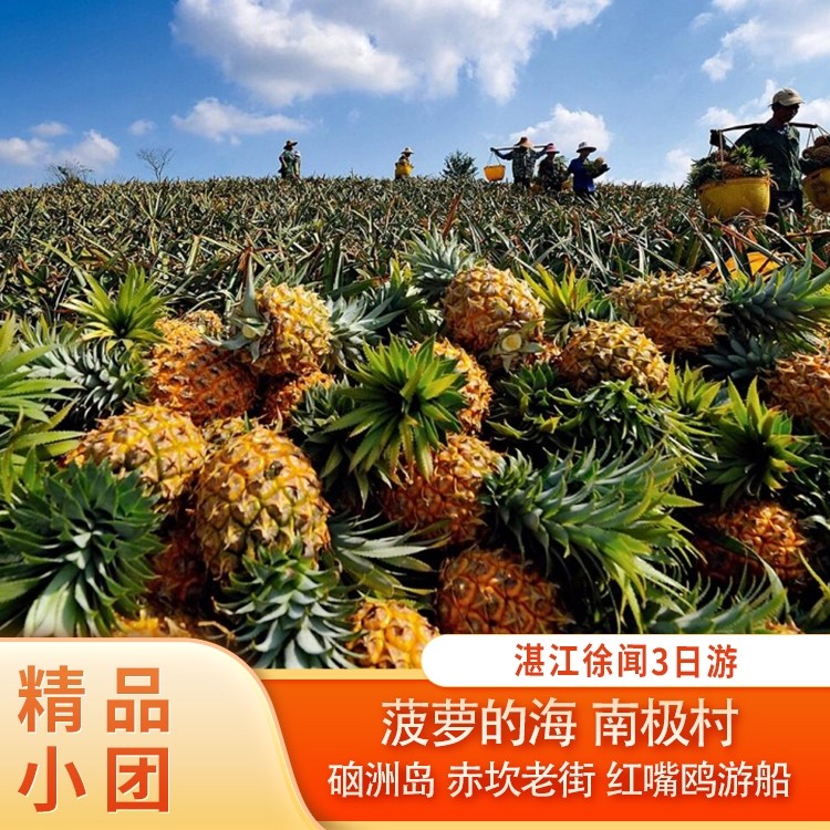 湛江徐闻3日游2-6人团菠萝海南极村硇洲岛赤坎老街红嘴鸥包车旅游 - 定制游预订