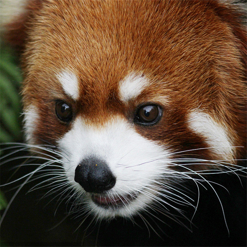 四川成都4天3晚半自由行成都都江堰青城山/熊猫基地 /三星推 - 定制游预订