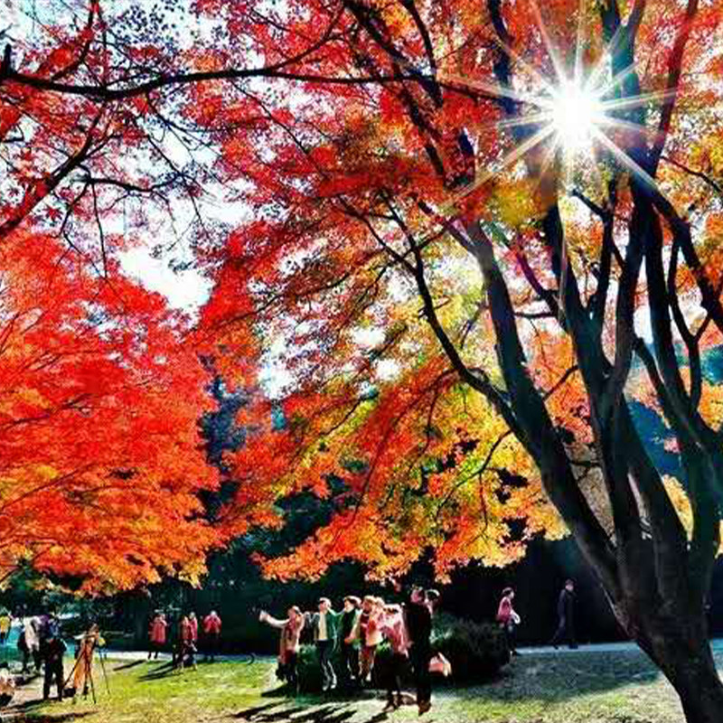 【私家团10 南昌接九江送】三清山+望仙谷+婺源+景德镇+庐山5日游 - 定制游预订