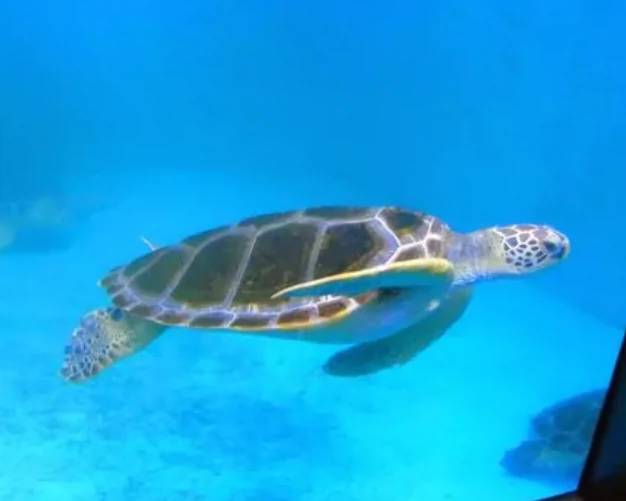 青岛水族馆图片