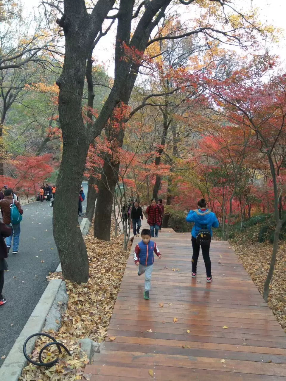 栖霞山植物园图片