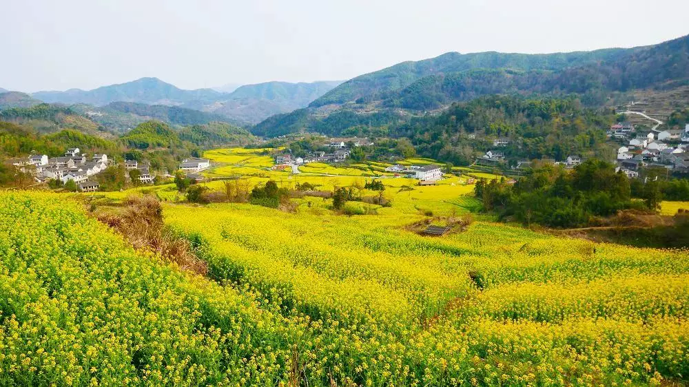 九龙湖杨陈村油菜花海图片