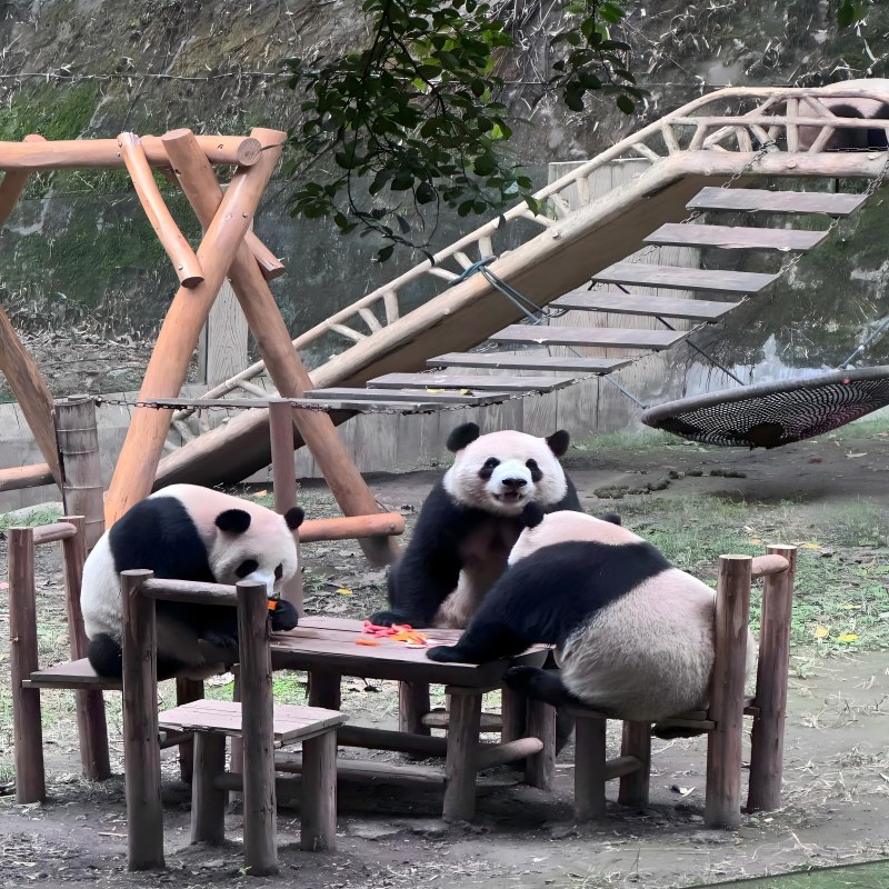 重庆冉家坝花卉园亚朵酒店2天1晚 重庆动物园熊猫/观音桥步行街/洪崖洞 - 定制游预订