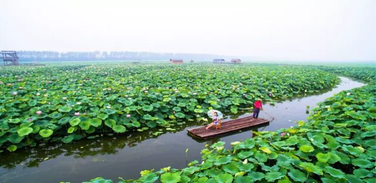 万亩荷塘图片