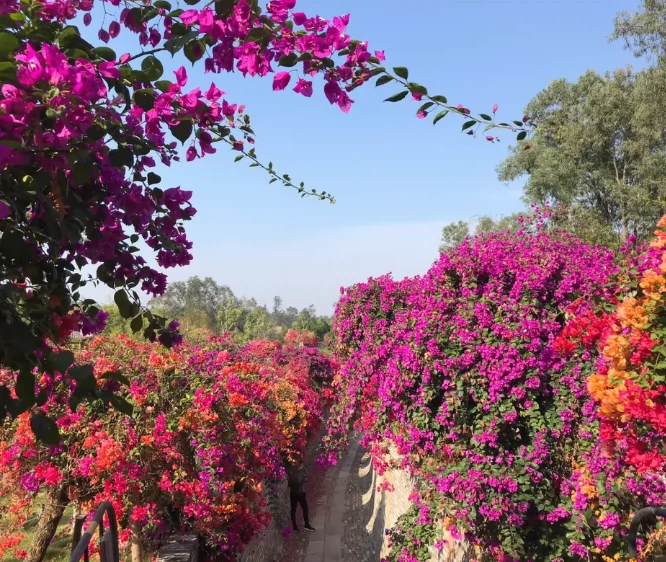 广州花都马岭观花植物园图片