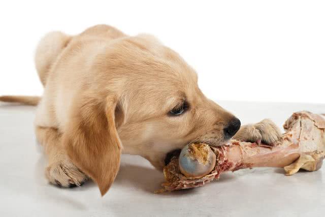 给狗狗吃生肉是对它最好的奖励?