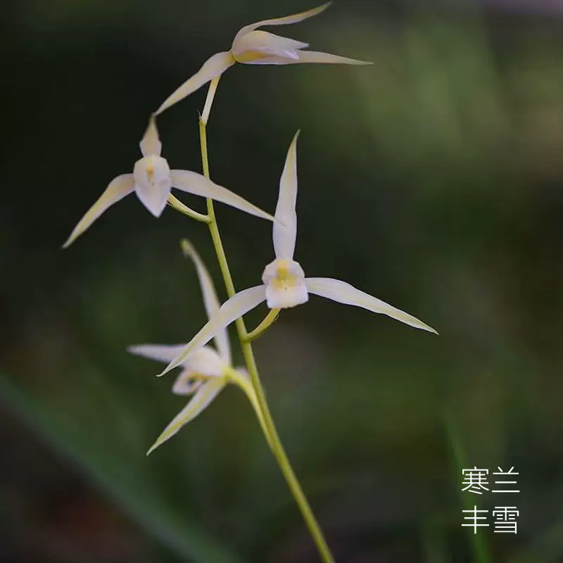 素花寒兰丰雪兰花苗花卉绿植细叶寒兰苗