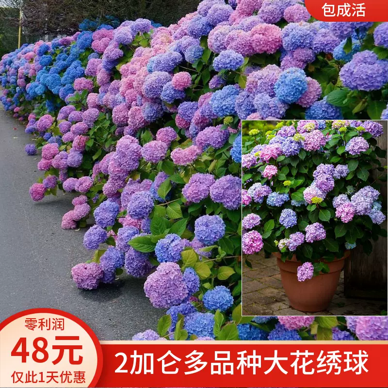 大花绣球花苗盆栽花卉植物室内好养的花四季开花不断无尽
