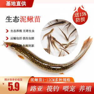 High-quality feed for fresh loach feeding pet ornamental fish turtle black fish erect mouth bait