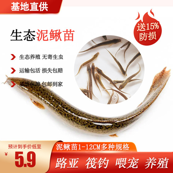 High-quality feed for fresh loach feeding pet ornamental fish turtle black fish erect mouth bait