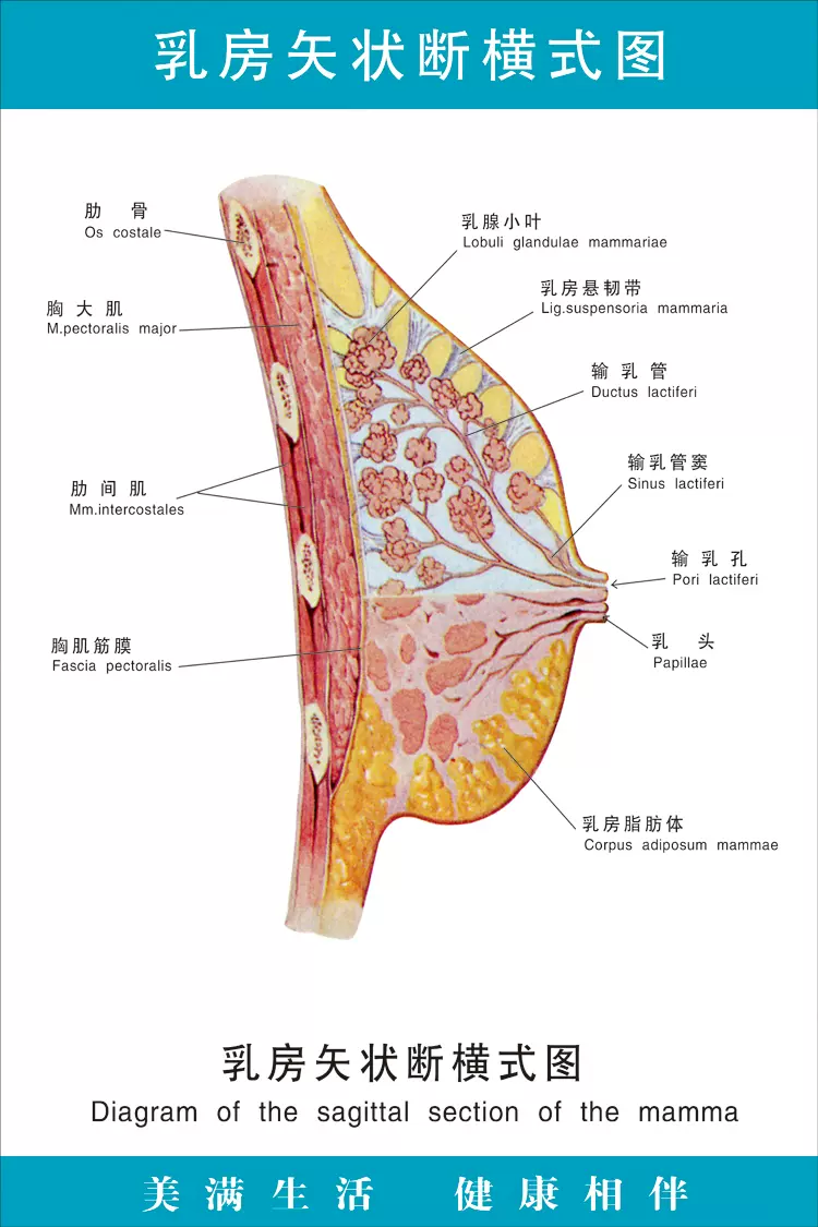 乳房矢状断横式图 医院大挂图人体经络穴位图中医养生保健海报 Taobao