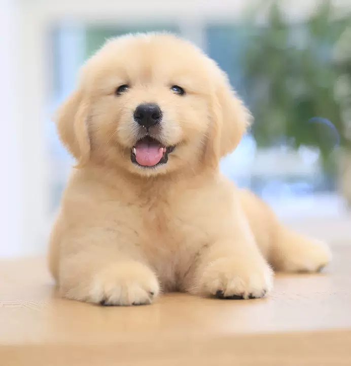 纯种金毛幼犬活体大骨架金毛犬聪明温顺导盲犬大型犬家庭养宠物狗 Taobao