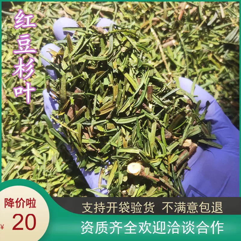 中药材干货红豆杉叶红豆杉树叶茶500克20元包邮店有红豆杉根皮-Taobao