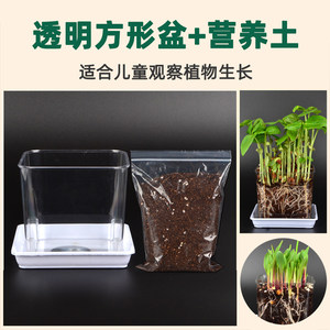 
Transparent square pot nutritional soil with soil plastic small flower pot observation children planting small pots kindergarten primary school students