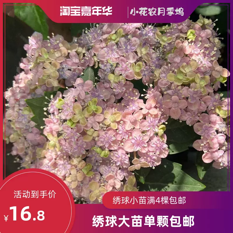小花農月季塢繡球三河千鳥帶花苞耐寒大花重瓣八仙花