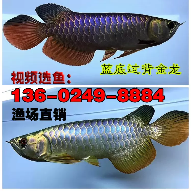 古典過背藍底金龍24K金頭高背紅龍活體魚過背金龍活小魚苗觀賞魚-Taobao