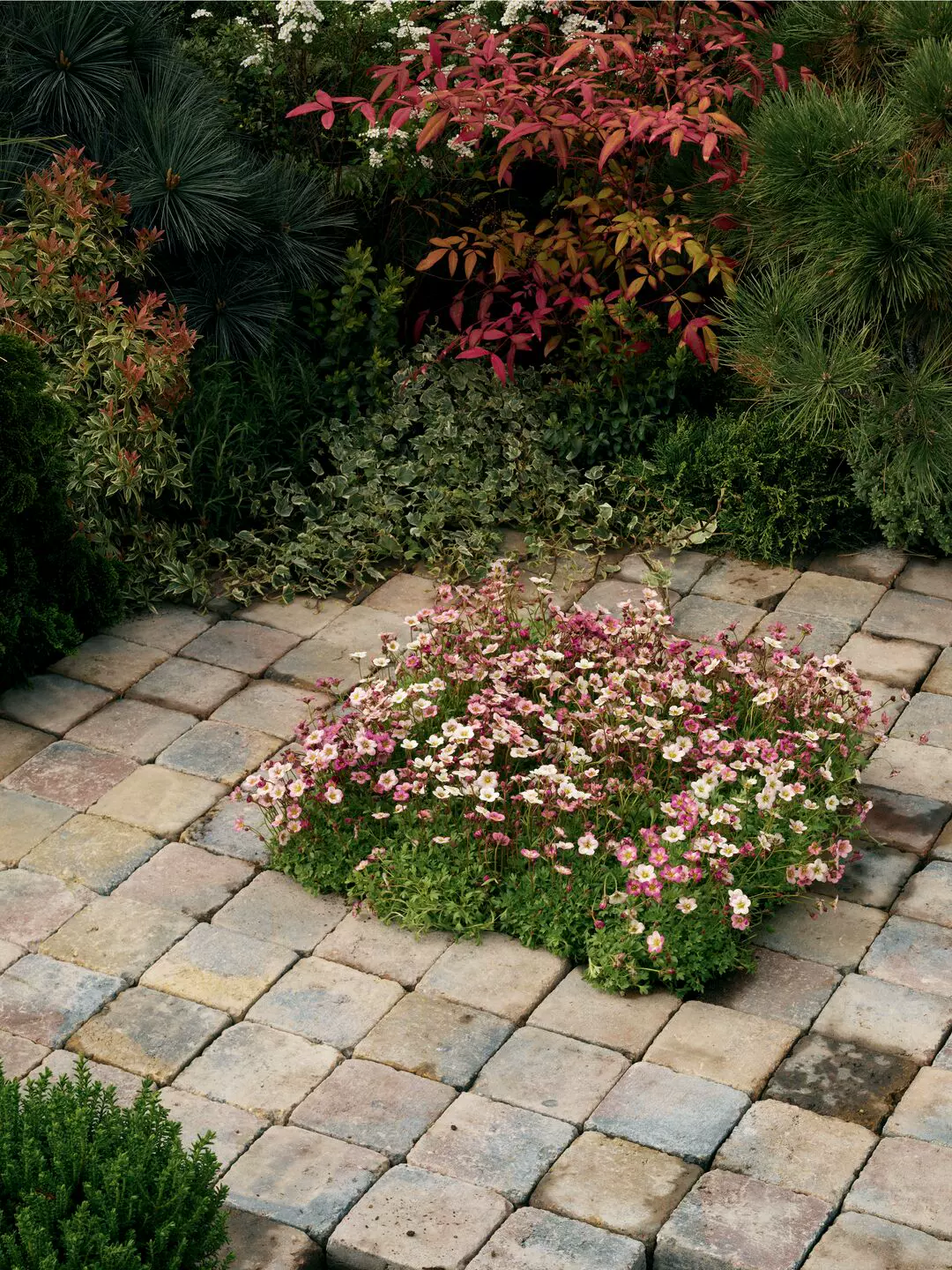 虎耳草 高地人 玫红渐变 5