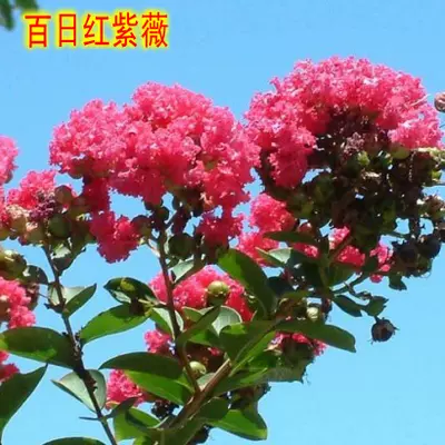 紫微花苗紫微樹苗紅花紫薇百日紅四川紅花四季綠化工程苗木