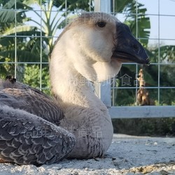 Shangxian Lion Head Goose Medium Large Goose 7/8 catties Pet Extra Large Breed Live Package Delivered to Your Home