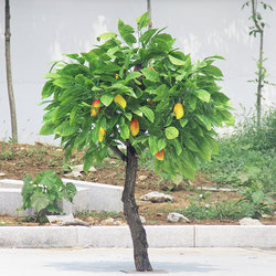 Artificial Fruit Trees, Artificial Mango Trees, Apple Trees, Large Decorative Plants, Artificial Fruit Trees for Shopping Malls and Hotels, Pomegranate Trees