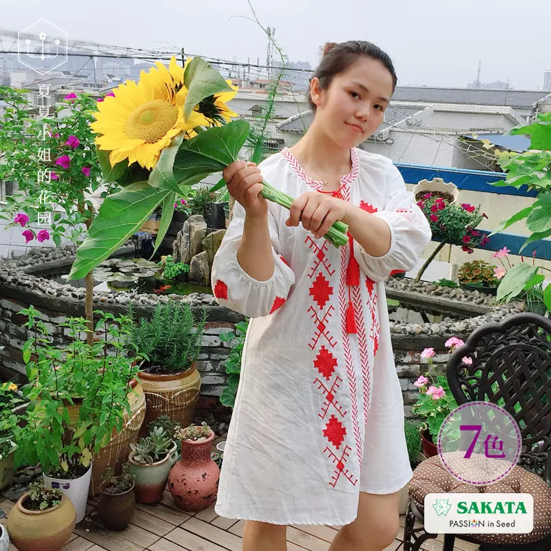 夏夏花园 文森特 向日葵阳台室内绿植花卉植物鲜花