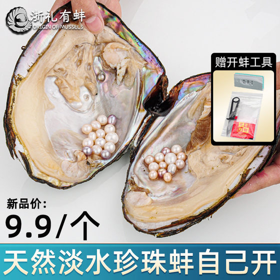 
Natural fresh water with large beads, open live clams by yourself, take clam shells, fresh river clams, handmade diy live broadcast room base, straight hair