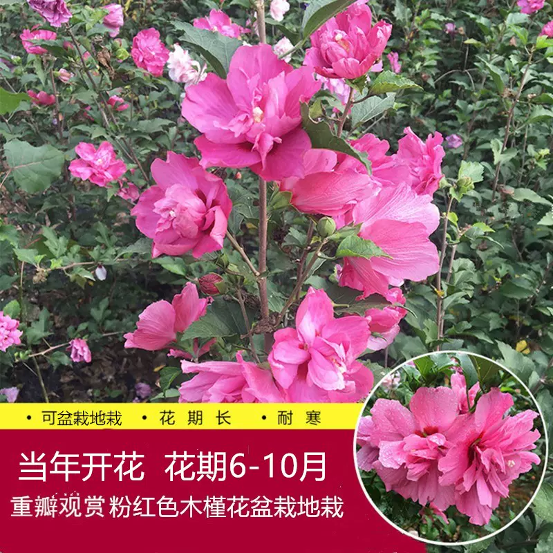 紫粉红色木槿花盆栽丛生重瓣丰花木槿花树苗当年开花庭院