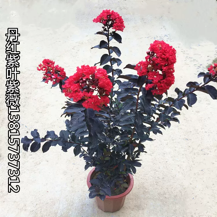 彩色紫薇新品种美国丹红紫叶紫薇盆栽地栽当年开花红叶