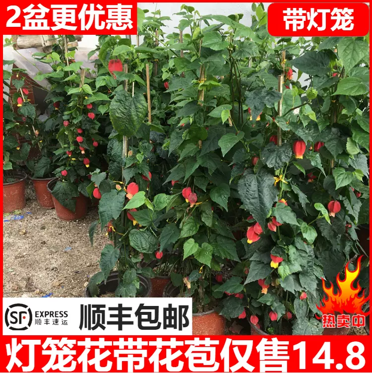 灯笼花藤本爬藤植物盆栽蔓性风铃花室内外庭院观花