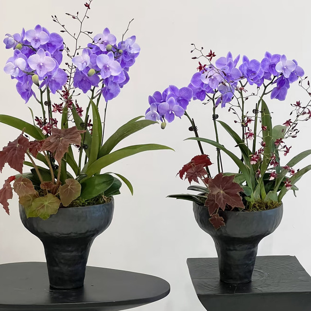 Simple flowerpot Cymbidium orchid Phalaenopsis Large diameter high-end flower pot plant potted tall bonsai Internet celebrity flower pot